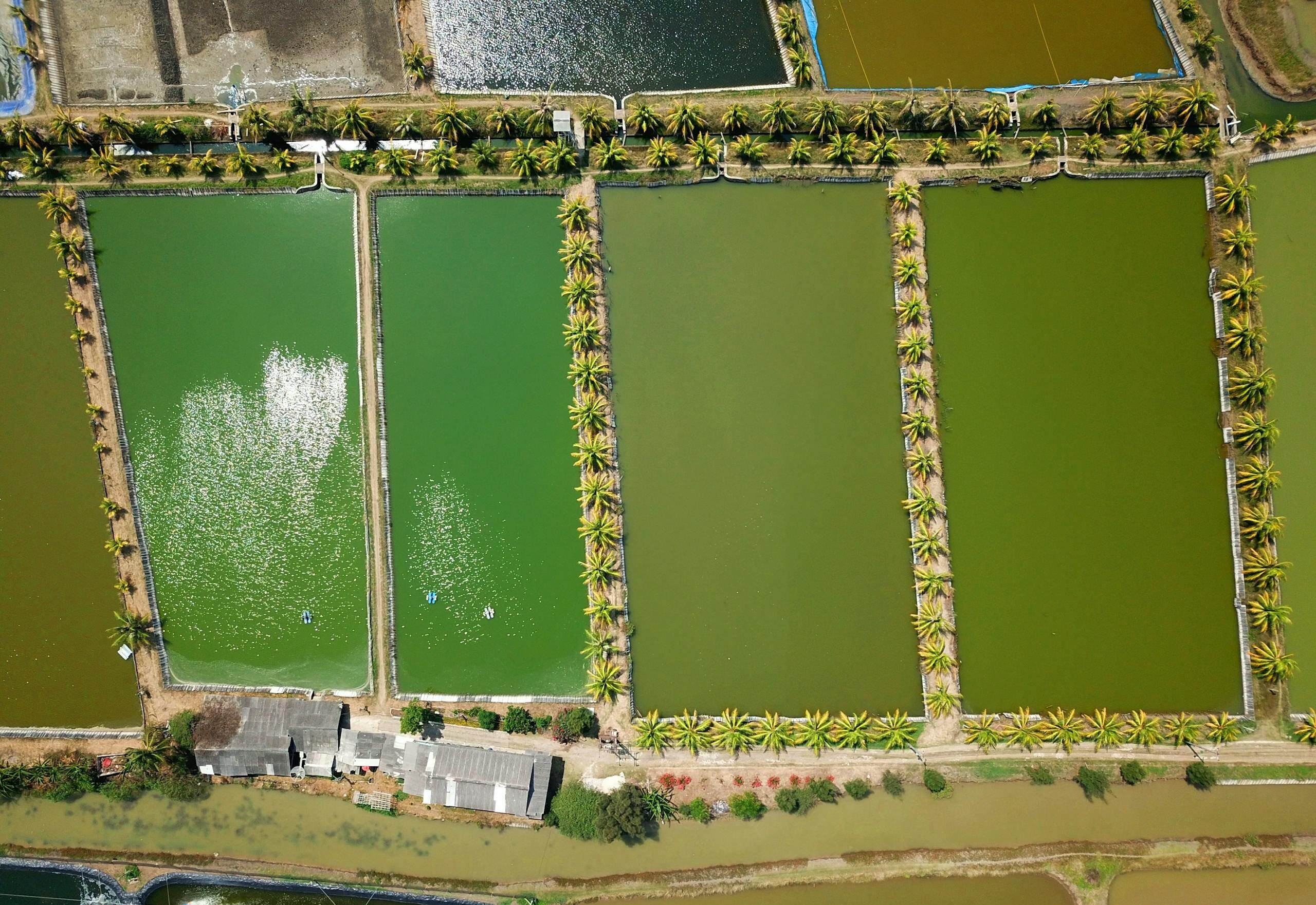 Aerial shot of vibrant fish ponds and palm trees in Kronjo, Indonesia.